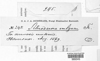 Scleroderma citrinum image